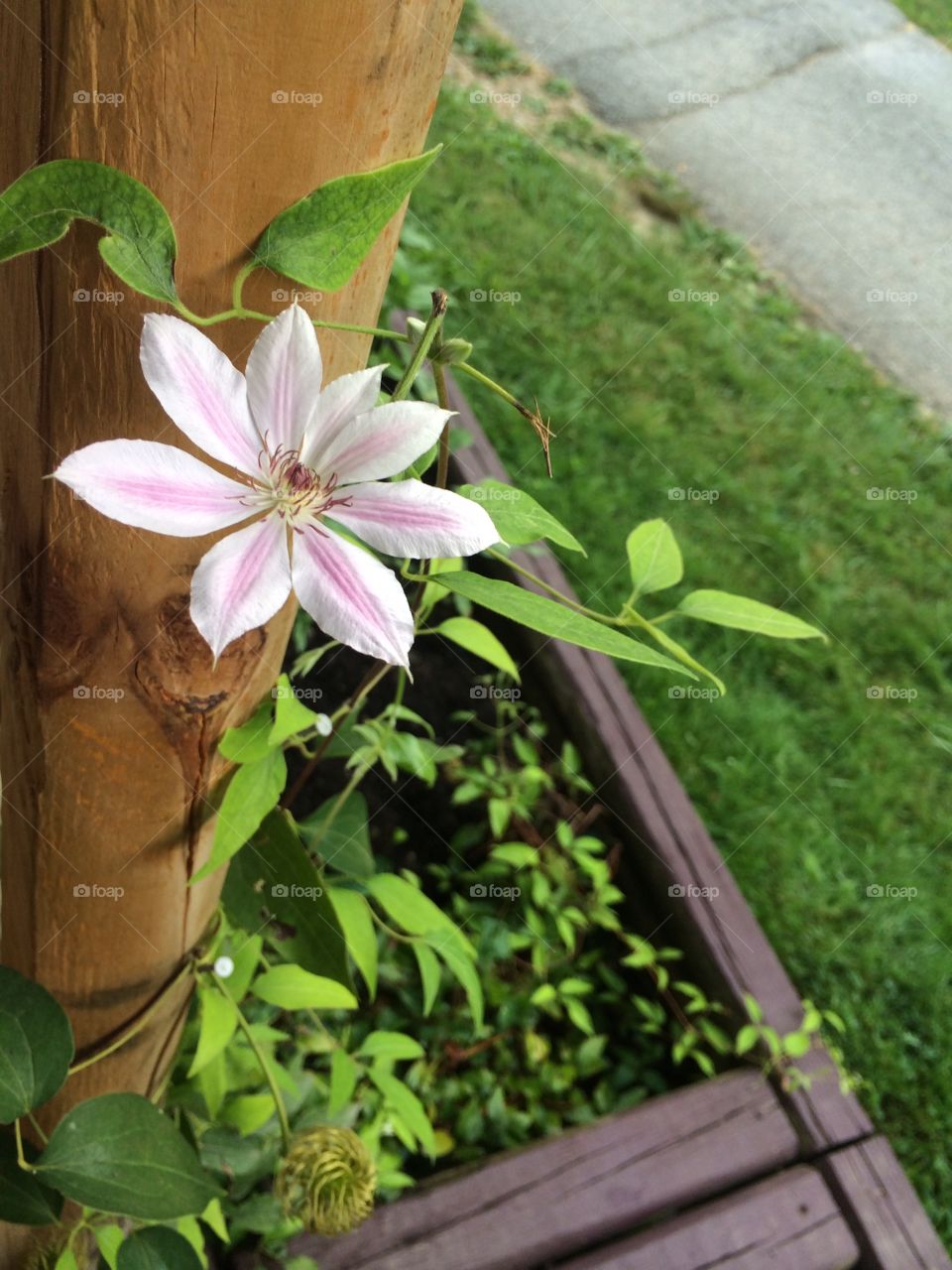 Clematis on porch . A clematis vine I planted for Mother's Day one year. 