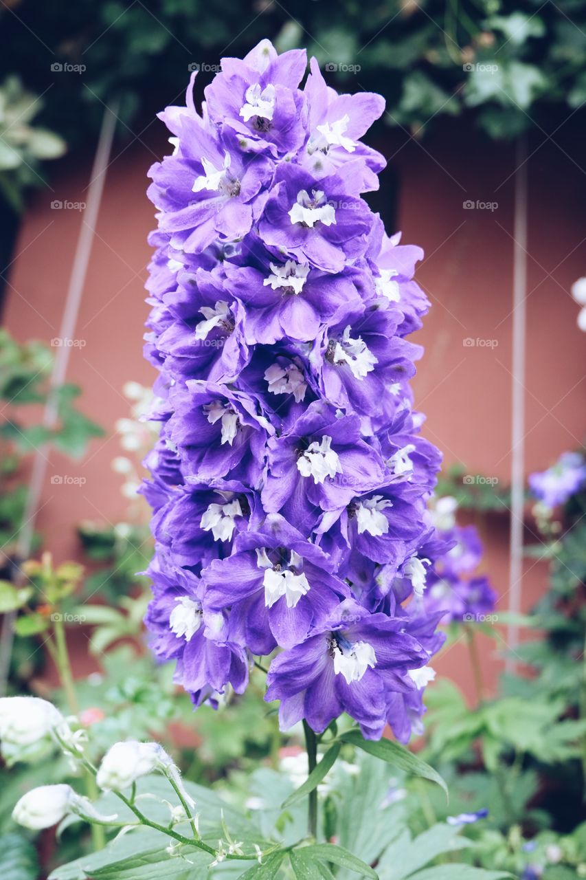 Purple flower