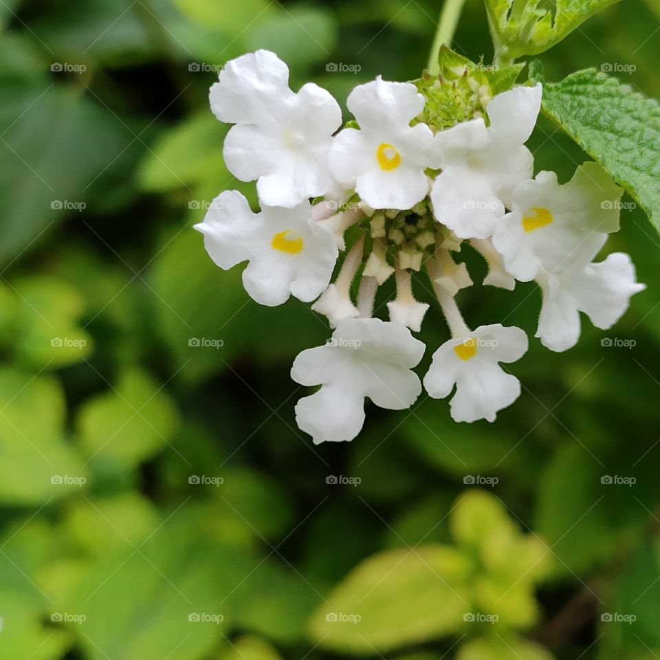 Bright white wild flower - symbol of peace
