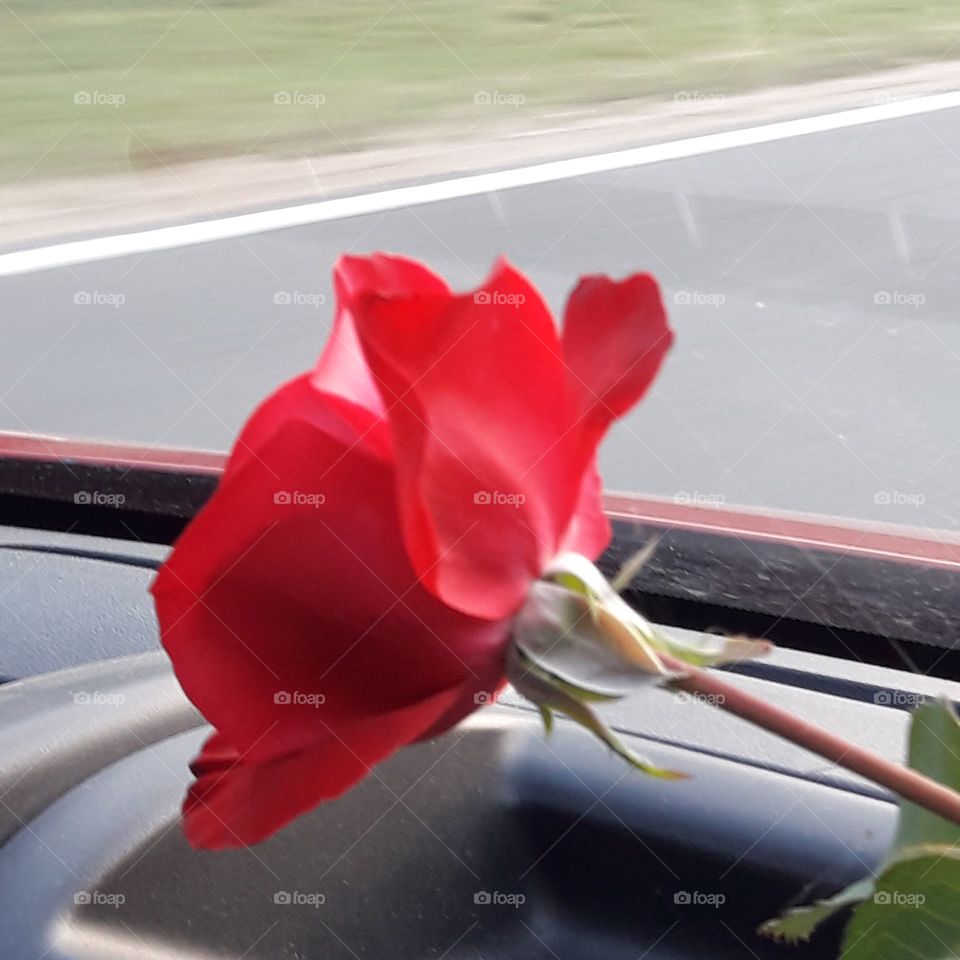 flowers, rose, September 1, holiday, road