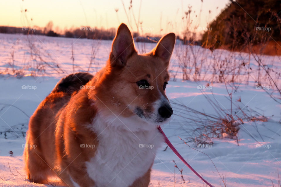 Winter, Snow, Cold, Mammal, No Person