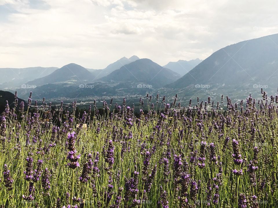 Lavender field / Merano Italy 