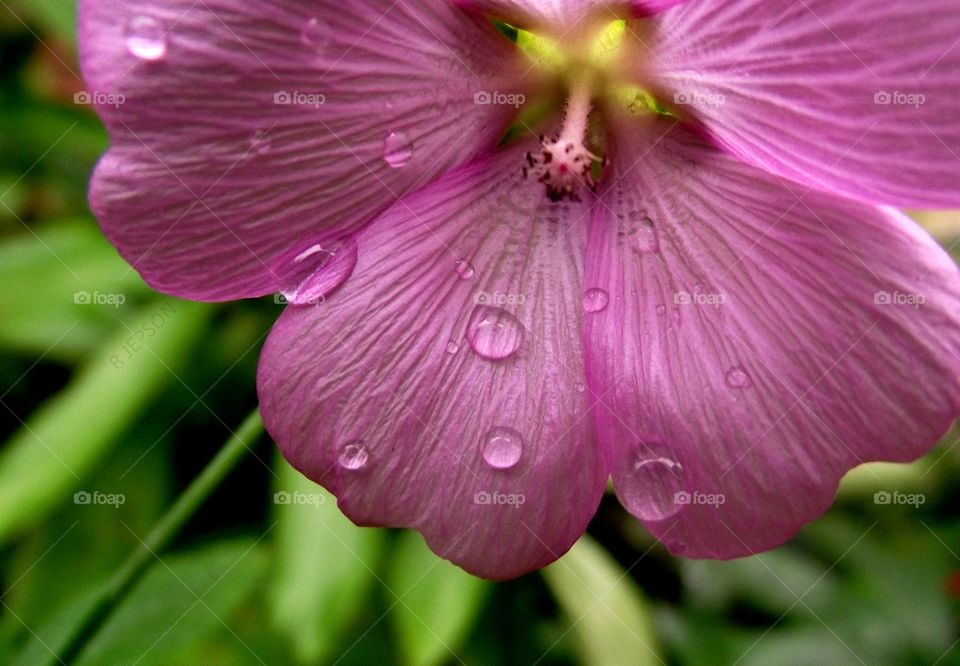 Morning dew on pink petals - a pretty picture.