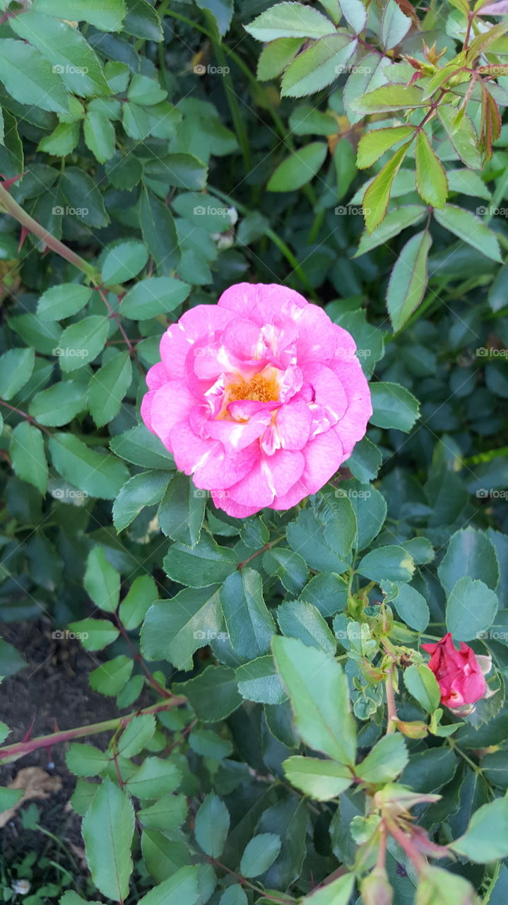 Bloomed Rose