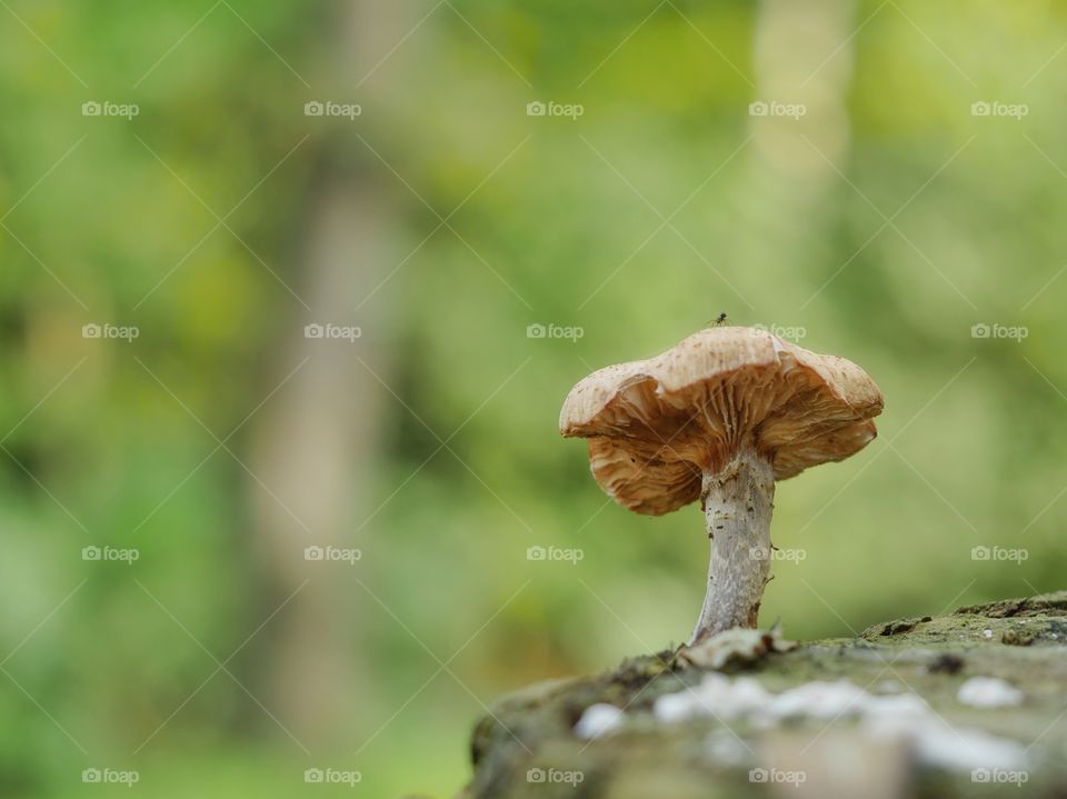 Tiny insect on mushroom - mushroom on tree trunk