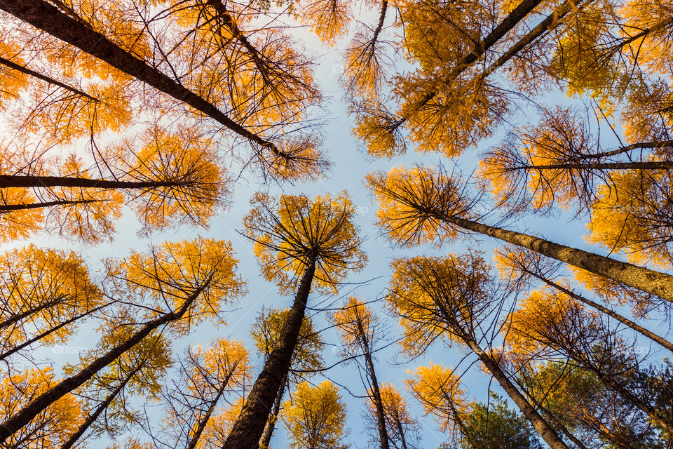 Yellow larch trees