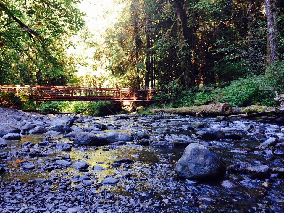 Golden Creek. Near Olympic National Park in Washington