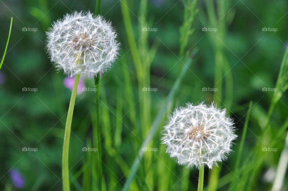 DANDELION PLANT