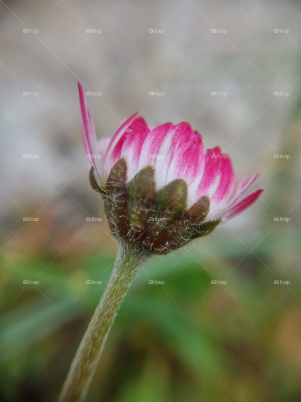 little pink flower