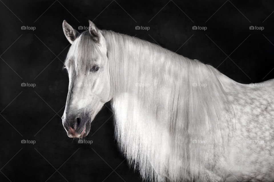 Grey PRE (Andalusian) horse on black