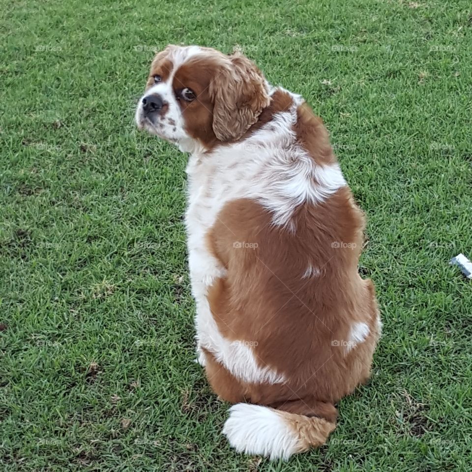 King charles cavalier dog
