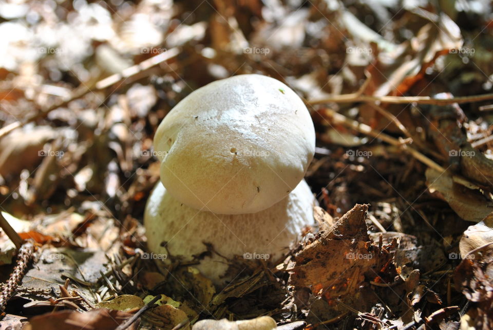mushroom in leafs