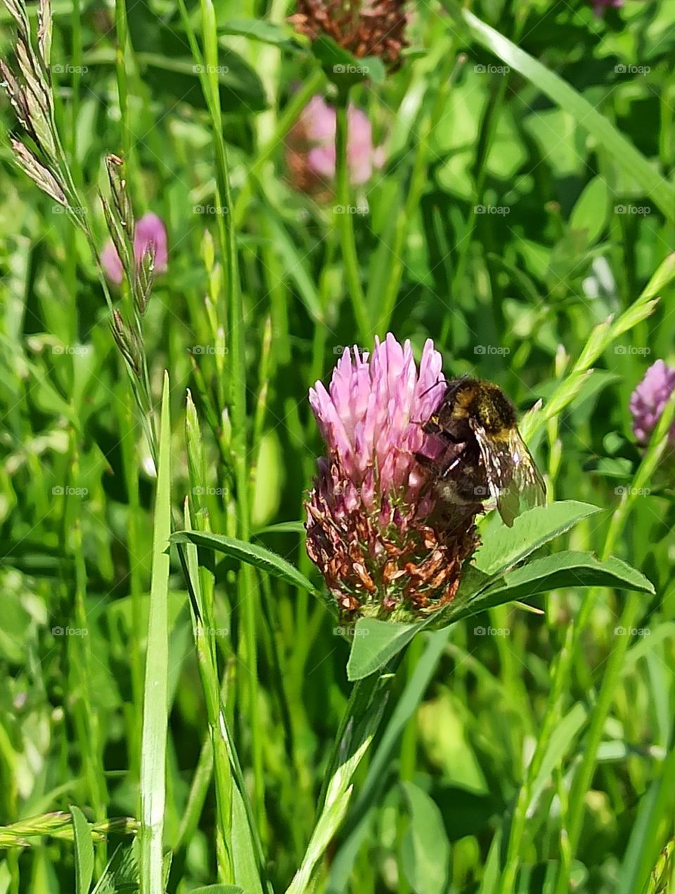 Bee on a  clover