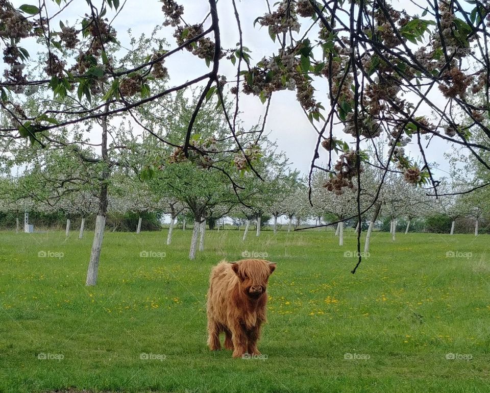 highland cattle rind braun Tier