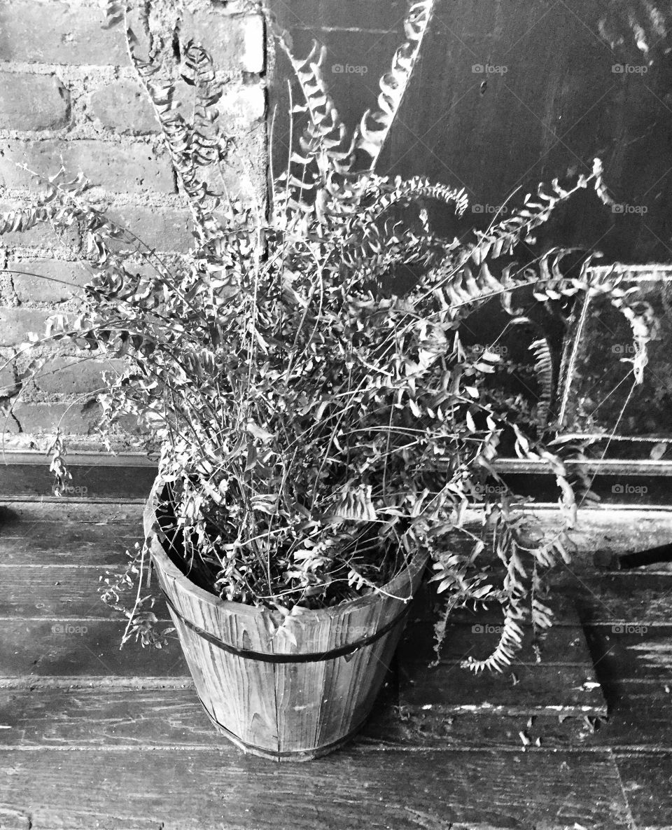 Dried plant in Black and White 