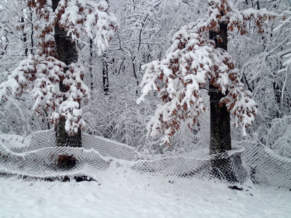 Winter decoration 2019