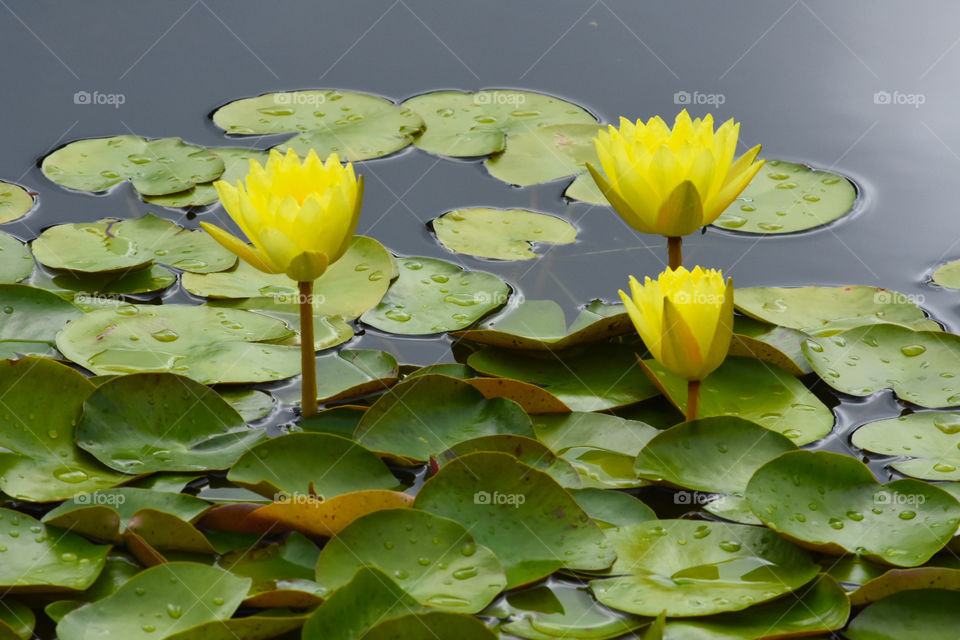 water lilly