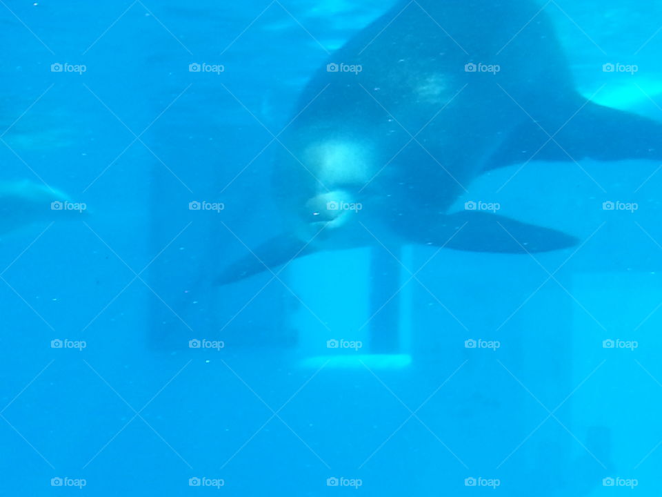 A Dolphin Is A Beautiful Creature