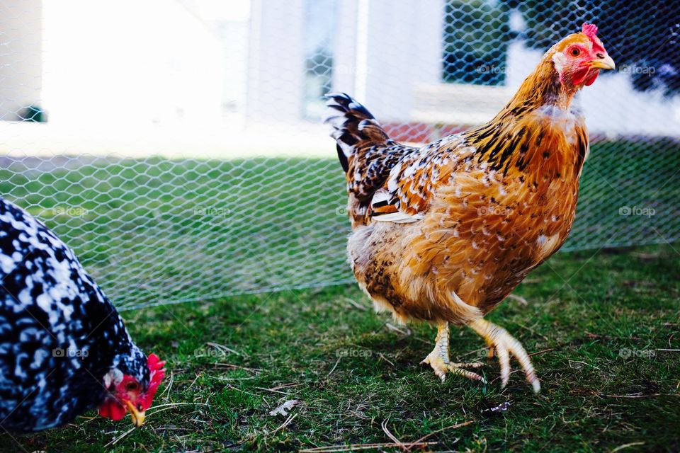 Poultry, Hen, Bird, Farm, Chicken
