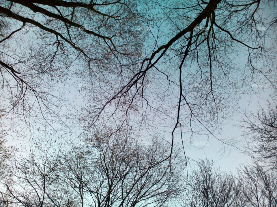 beautiful branches trees and sky