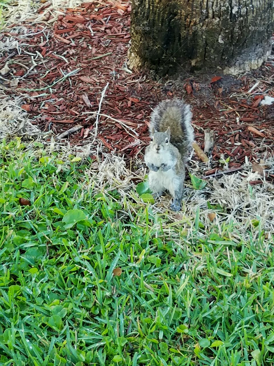 Squirrel in the Green Grass