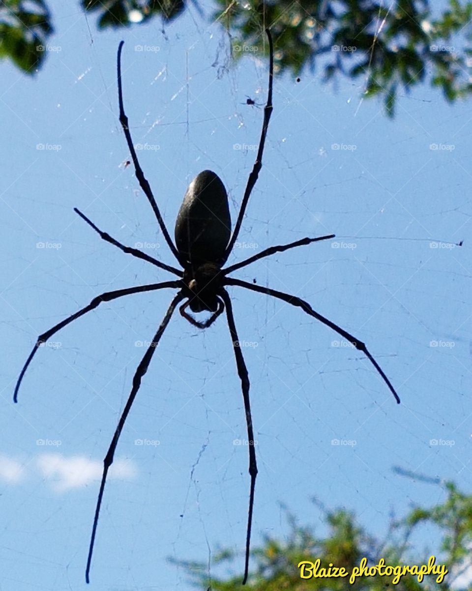 golden orb weaver