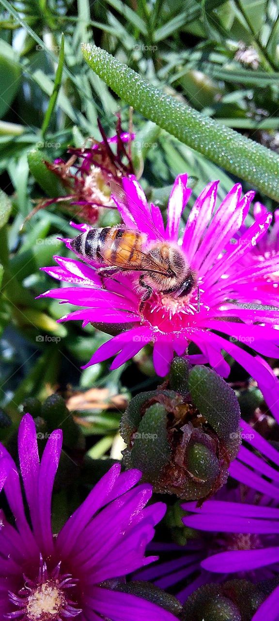 Honey or killer bee hard at work