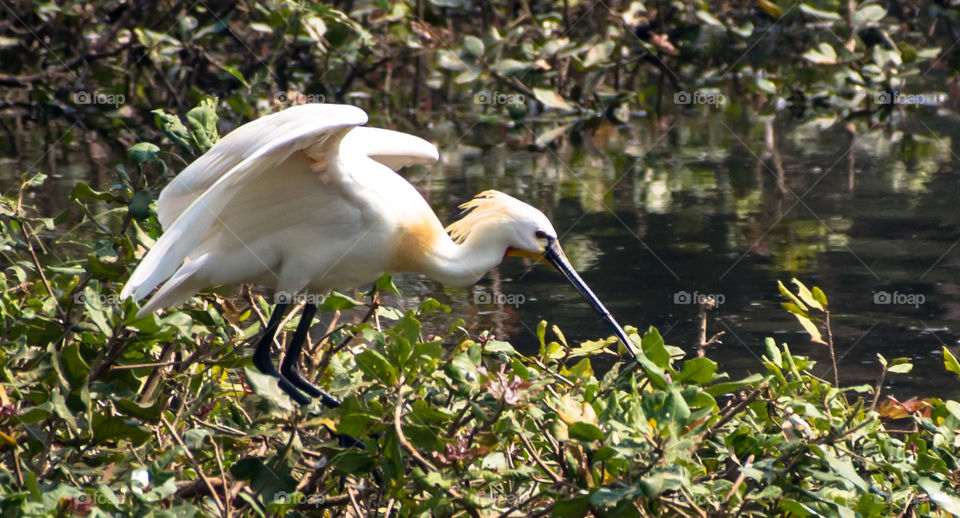Cattle Egret from Vedanthangal