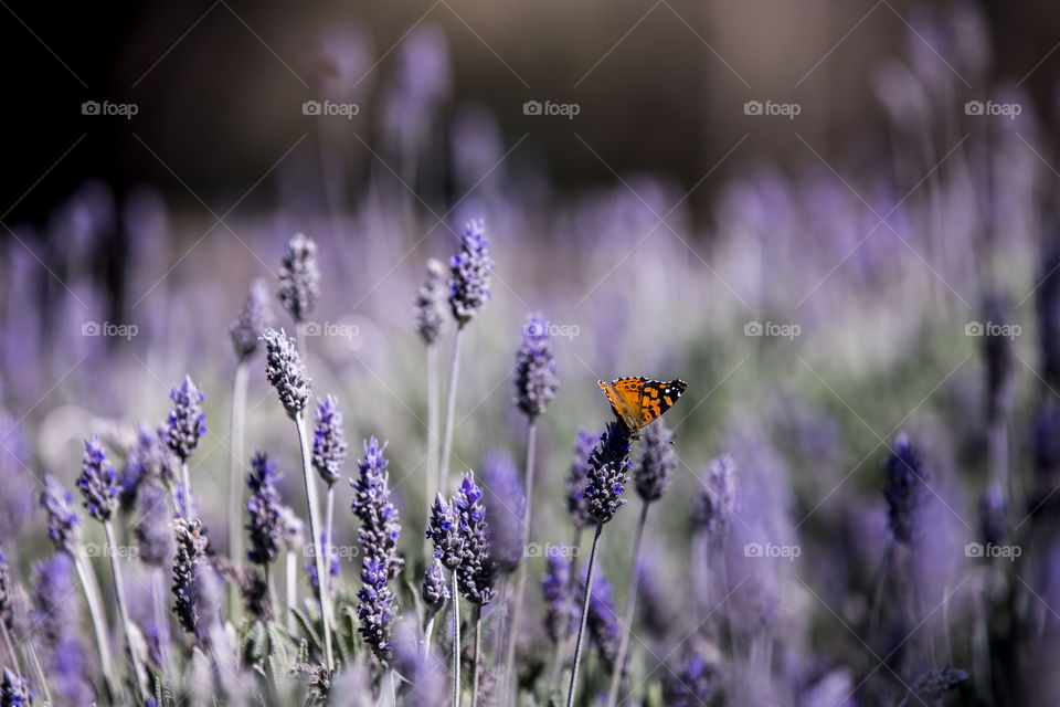 beautiful butterfly perched on lilac flower