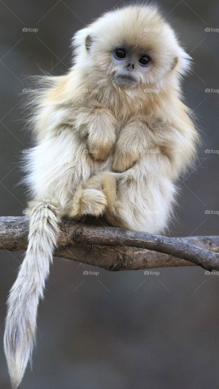 rhinopithecus roxellana (monkey)