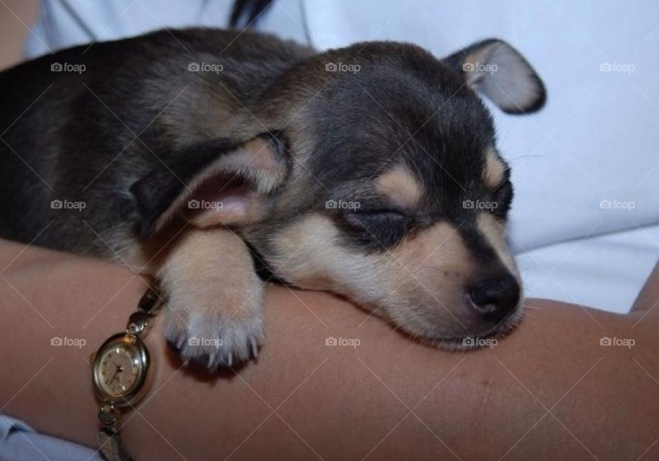 dog hands sleeping puppy by arman