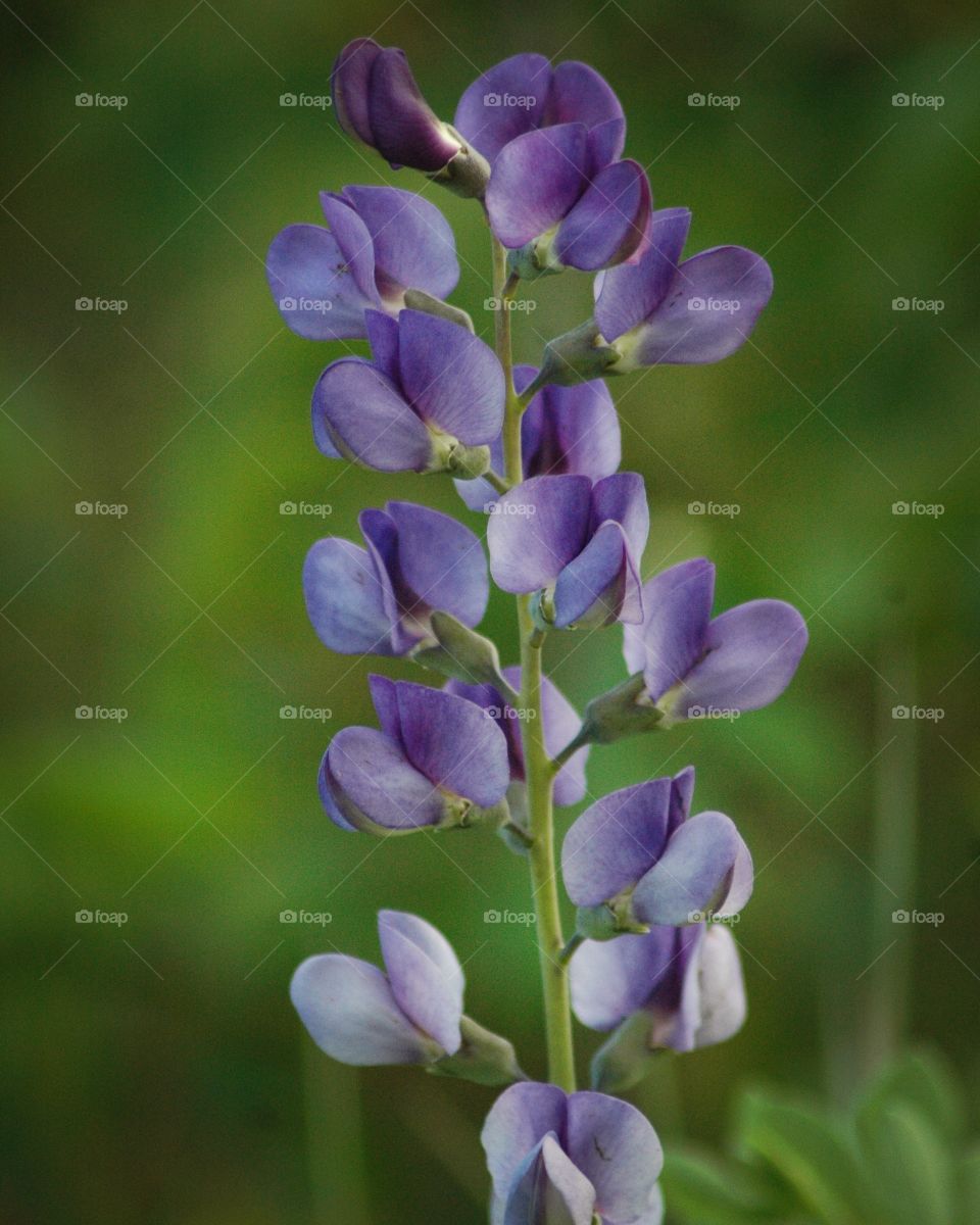 baptisia