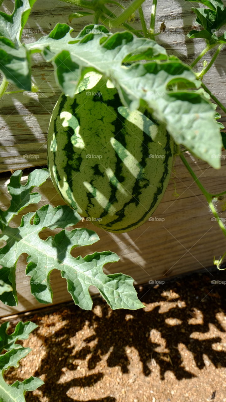 Watermelon in vegetable garden