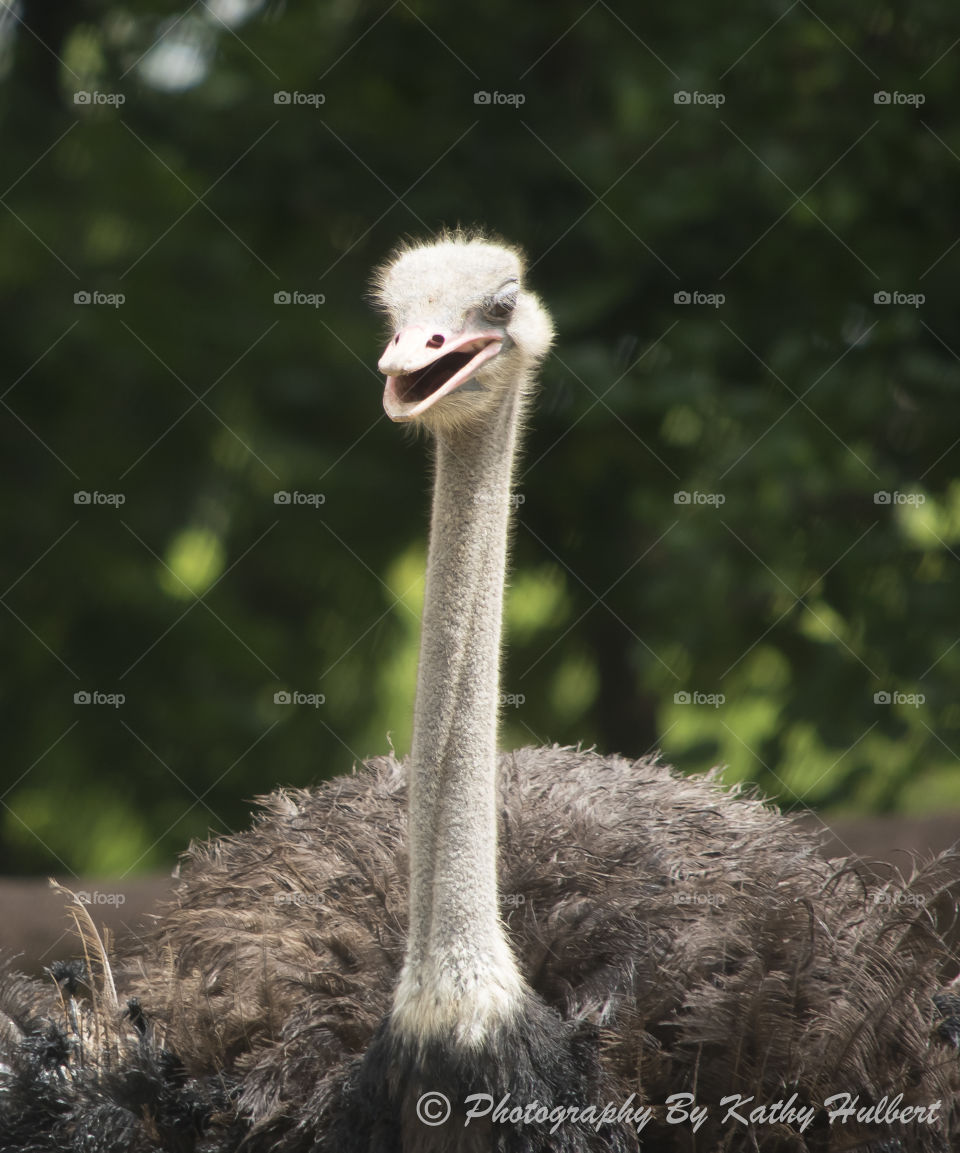 Ostrich 