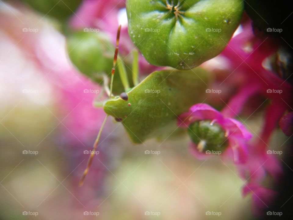 Close-up of bug outdoors