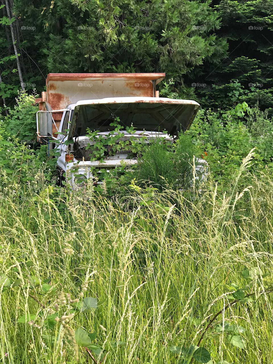 An old rusted dump truck with its hood up overrun by vegetation from being abandoned in the forest. 