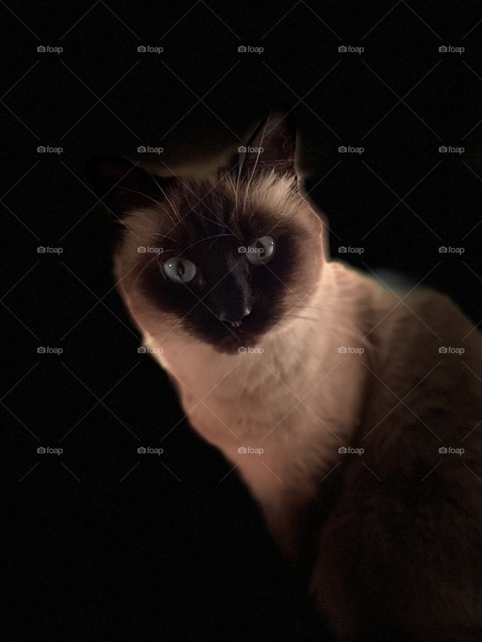 My cat Cinnamon “dark”