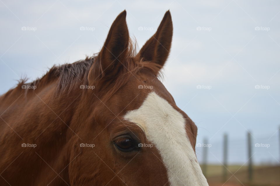 Alert Chestnut Warmblood Horse Stallion