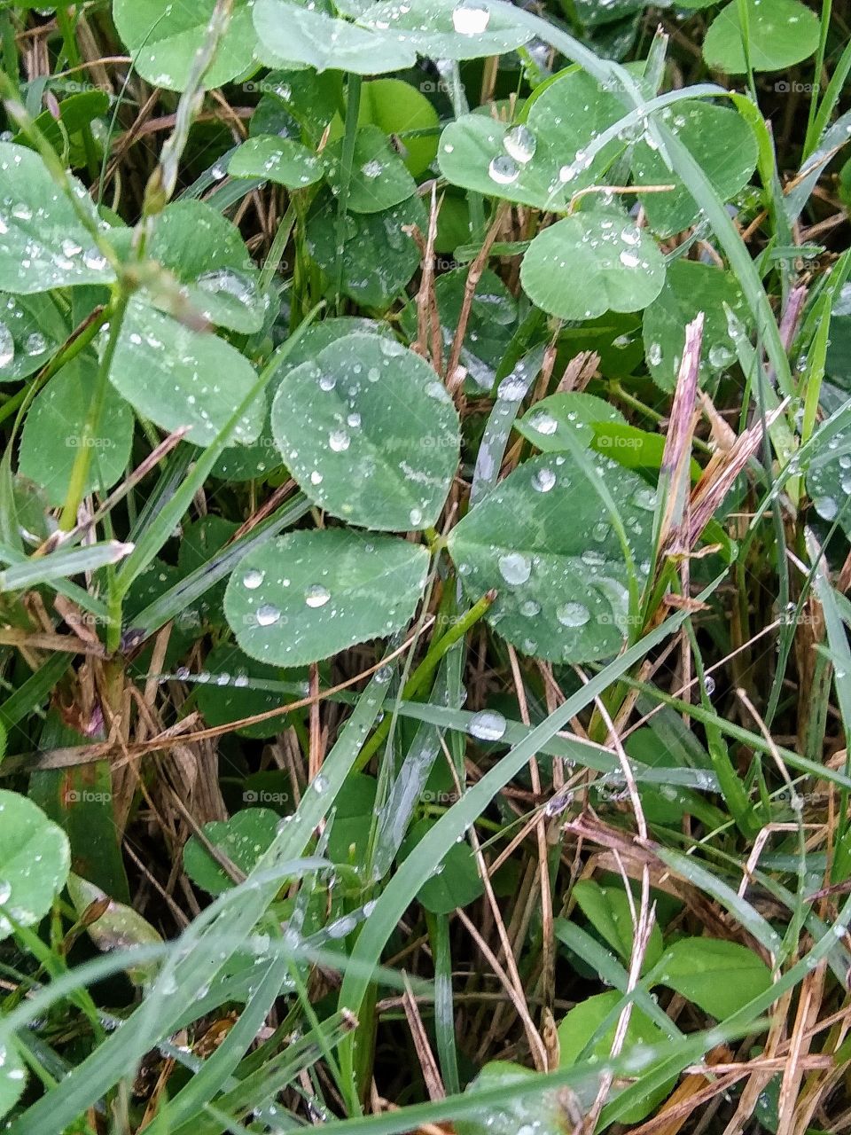 clover after a rain shower