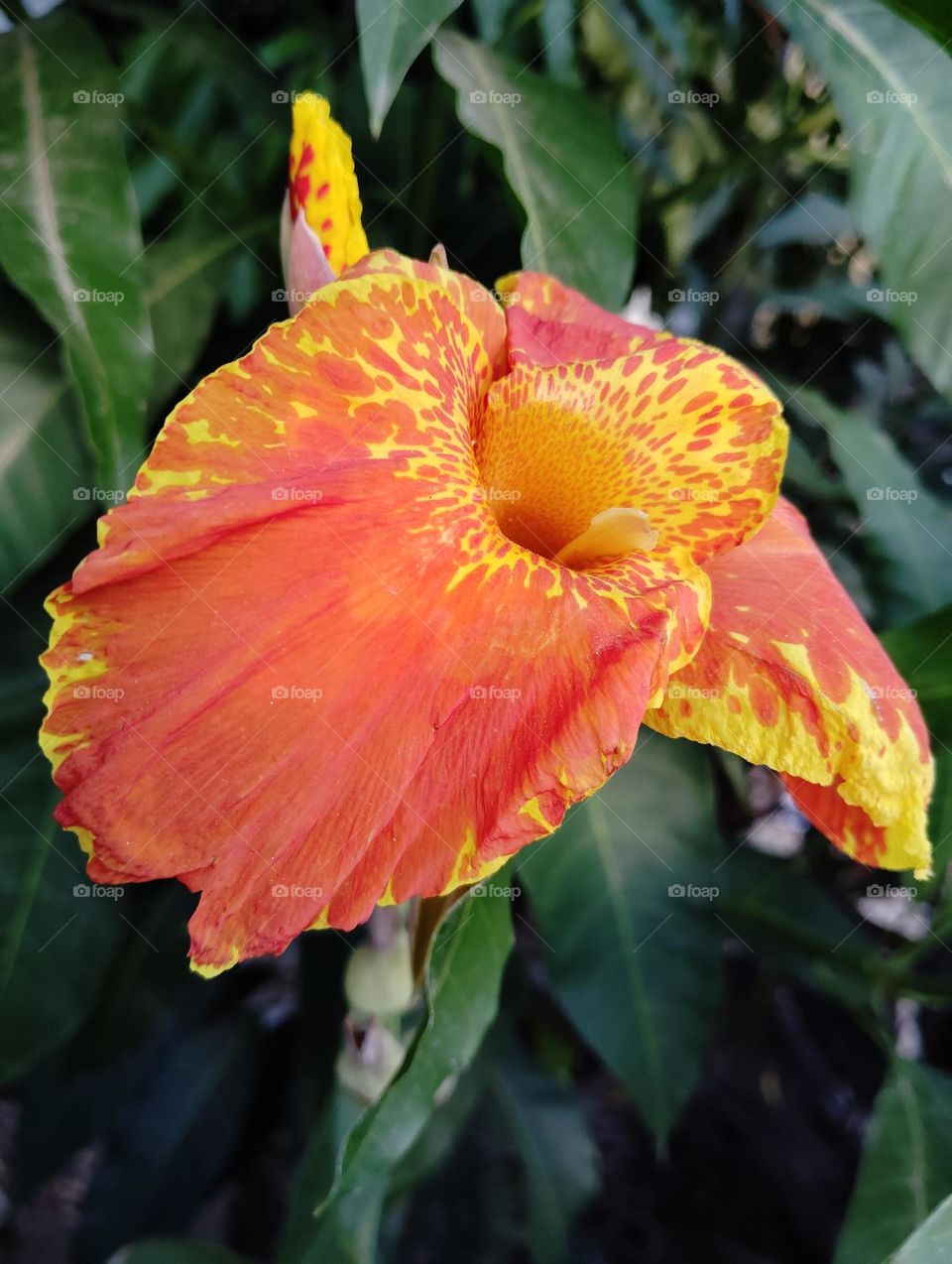 orange colour flower seasonal fresh shurb small size looks very beautiful generally found everywhere