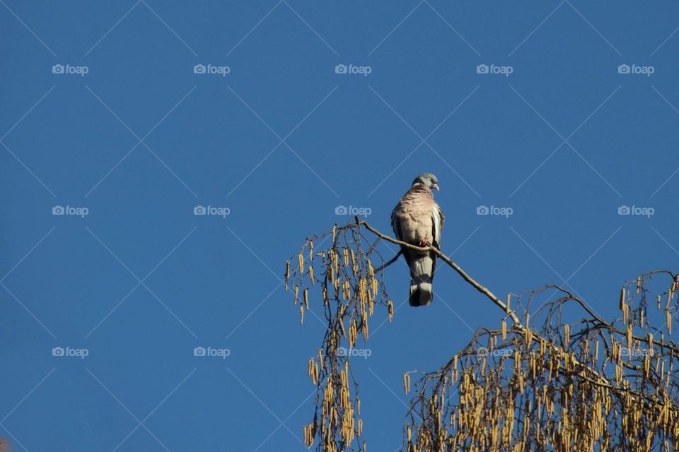 Long shot of a wood pigeon on a birch branch