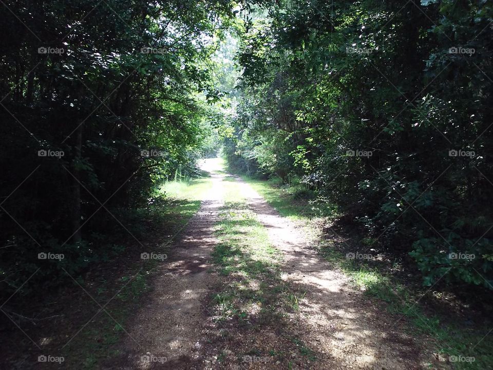 forest path canopy