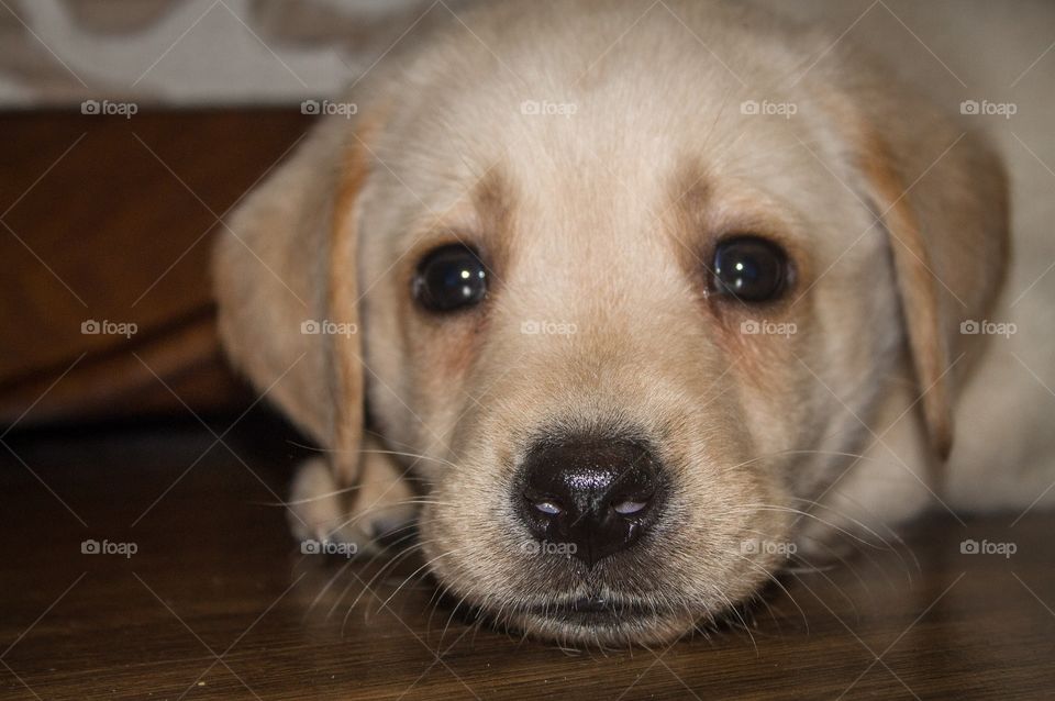 Labrador retriever laying on floor