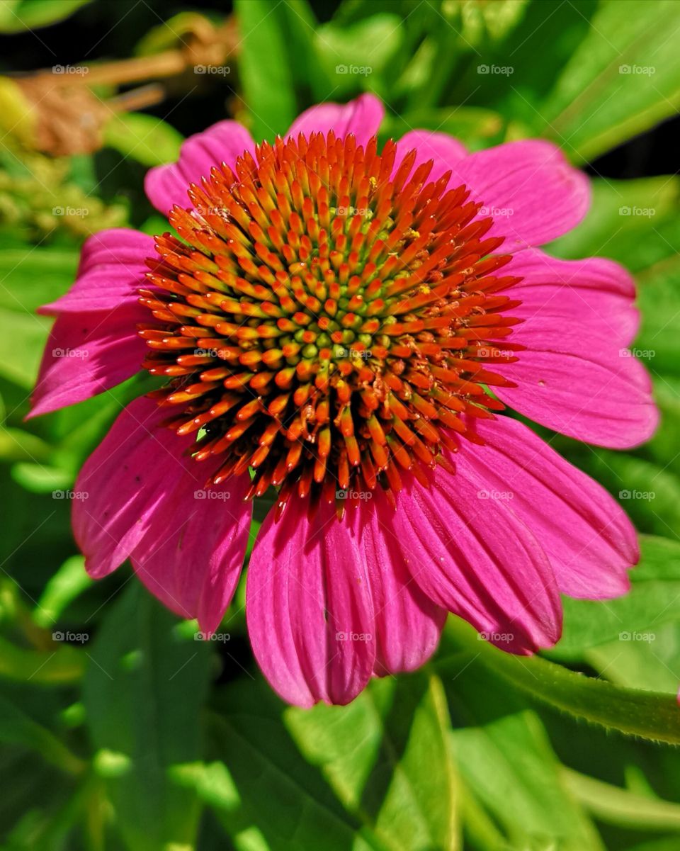 Coneflower