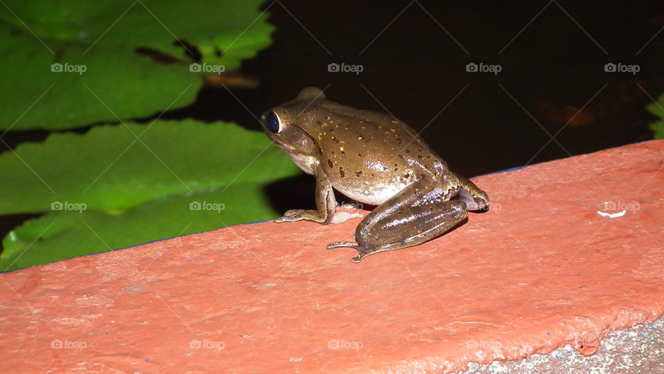 Frog captured at the northern Thailand