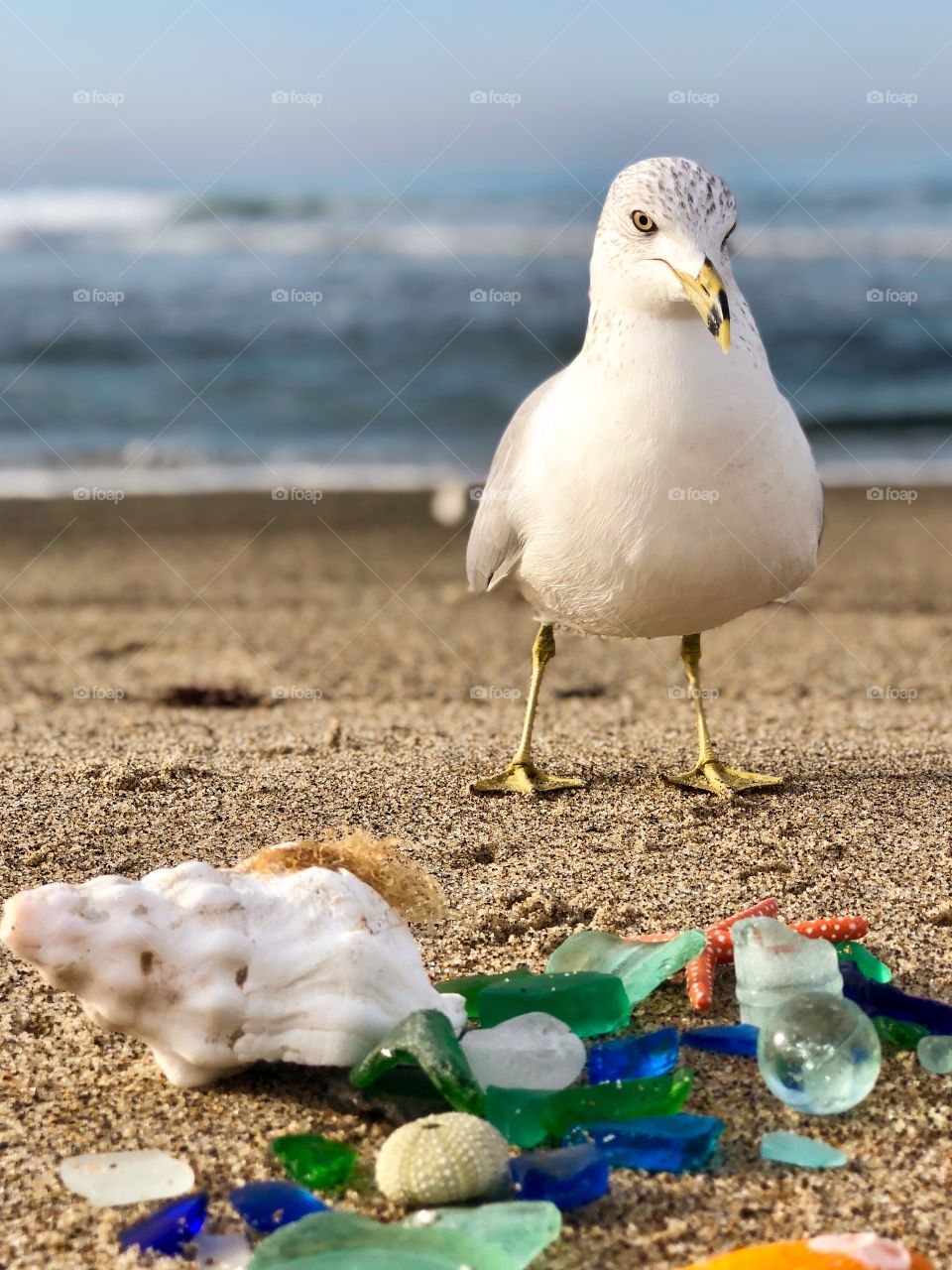 Foap Mission, The Glorious Mother Nature! Curious Seagull Looking At Shells And Sea Glass!