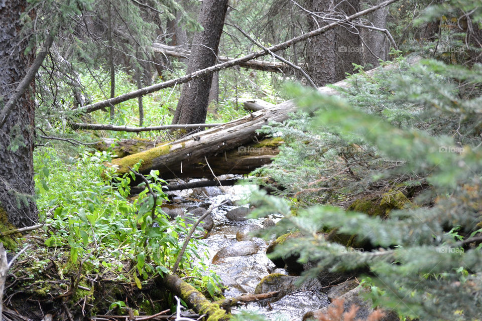 Creek in Colorado 