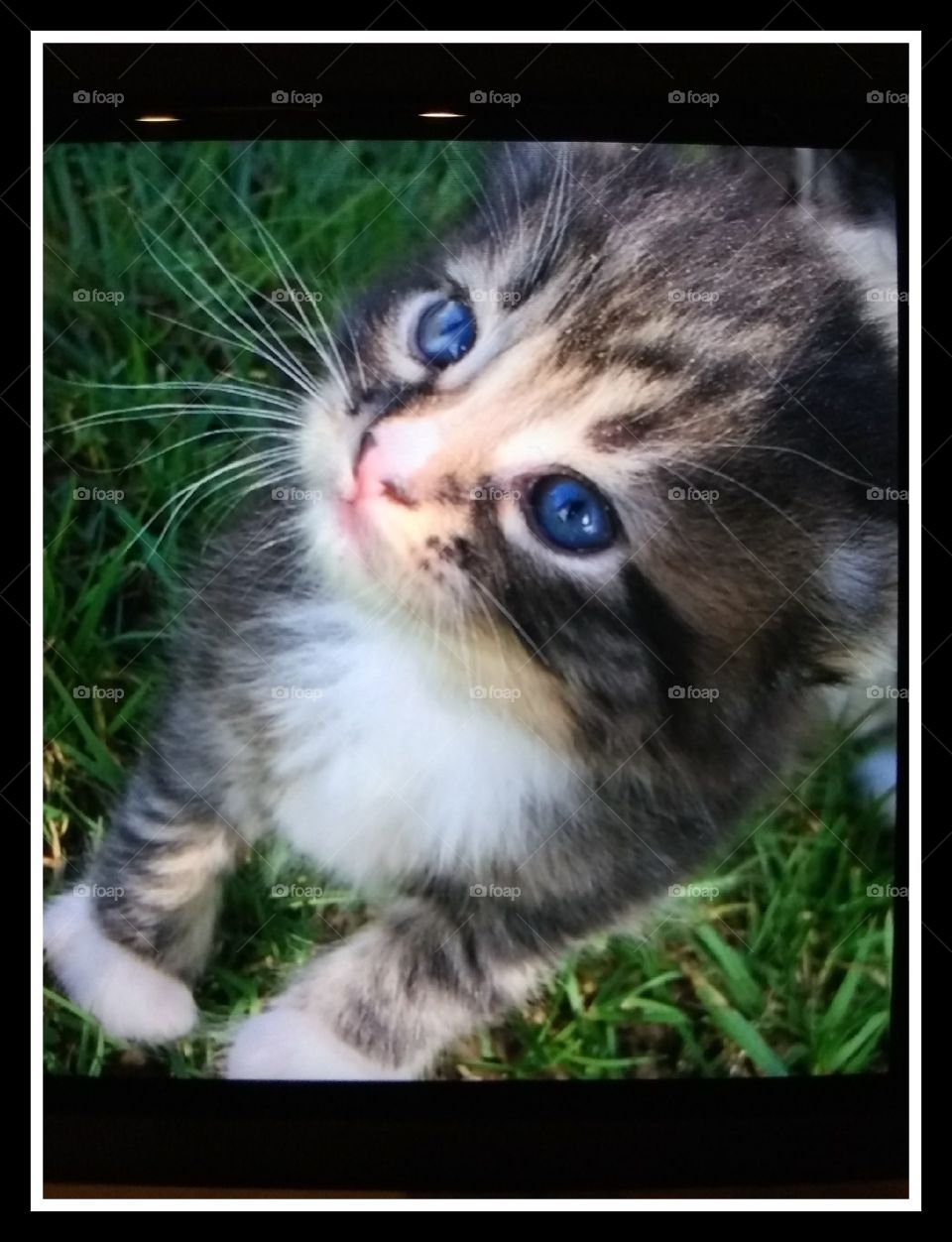 The blue eyed kitty