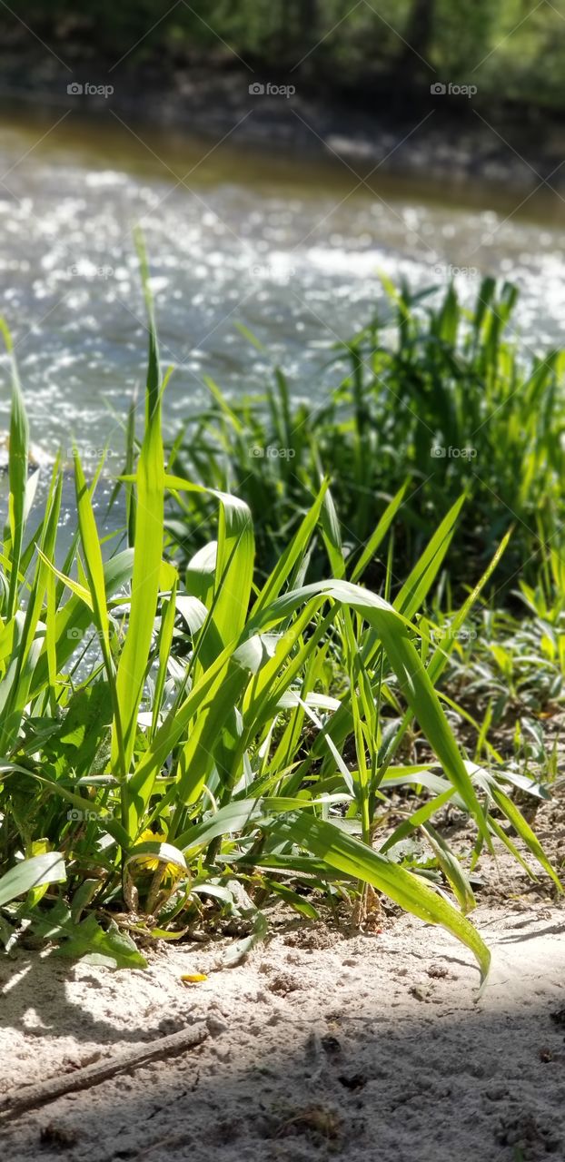 spring grass on river bank