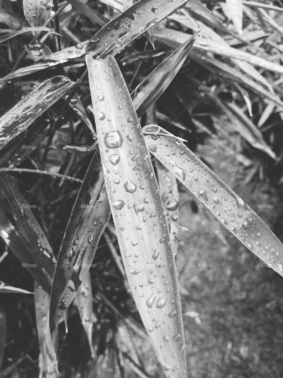 water drops in leaves